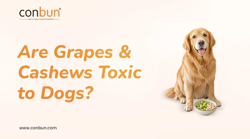 Are Grapes & Cashews Toxic to Dogs?